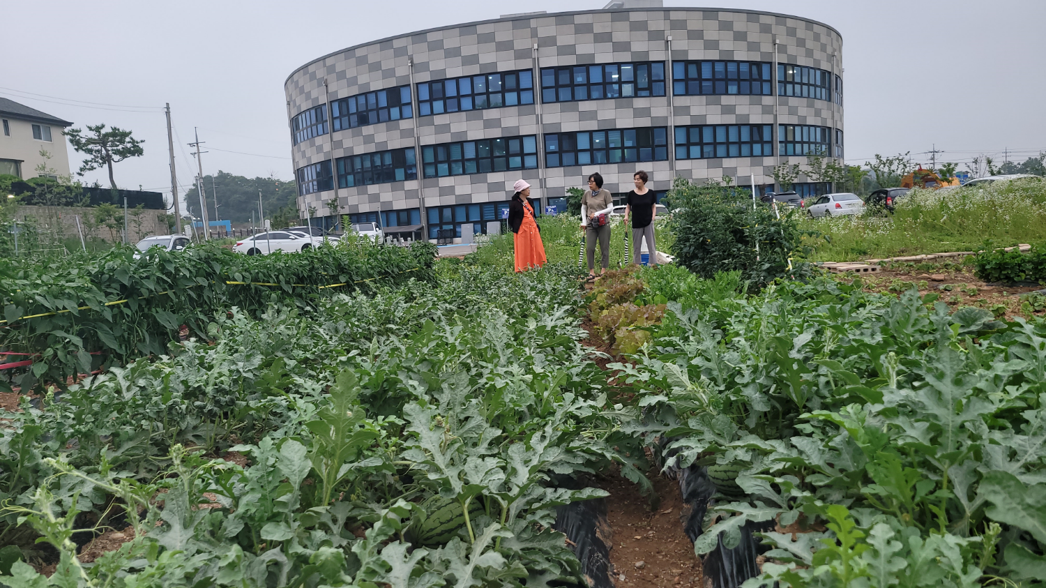 텃밭2
